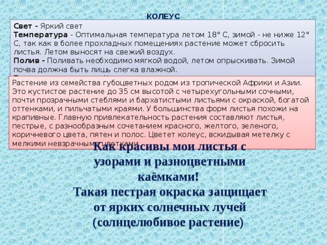 КОЛЕУС Свет - Яркий свет Температура - Оптимальная температура летом 18° С, зимой - не ниже 12° С, так как в более прохладных помещениях растение может сбросить листья. Летом выносят на свежий воздух. Полив - Поливать необходимо мягкой водой, летом опрыскивать. Зимой почва должна быть лишь слегка влажной. Влажность воздуха - Умеренная Растение из семейства губоцветных родом из тропической Африки и Азии. Это кустистое растение до 35 см высотой с четырехугольными сочными, почти прозрачными стеблями и бархатистыми листьями с окраской, богатой оттенками, и пильчатыми краями. У большинства форм листья похожи на крапивные. Главную привлекательность растения составляют листья, пестрые, с разнообразным сочетанием красного, желтого, зеленого, коричневого цвета, пятен и полос. Цветет колеус, вскидывая метелку с мелкими невзрачными цветками. Как красивы мои листья с узорами и разноцветными каёмками! Такая пестрая окраска защищает от ярких солнечных лучей (солнцелюбивое растение) 