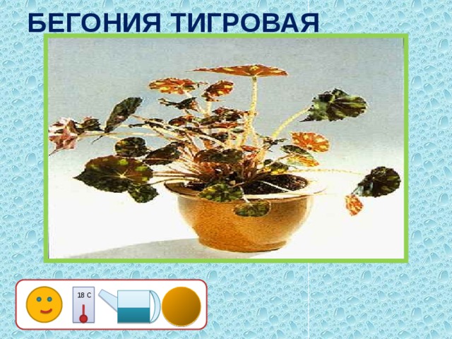 БЕГОНИЯ ТИГРОВАЯ 18 С 5 