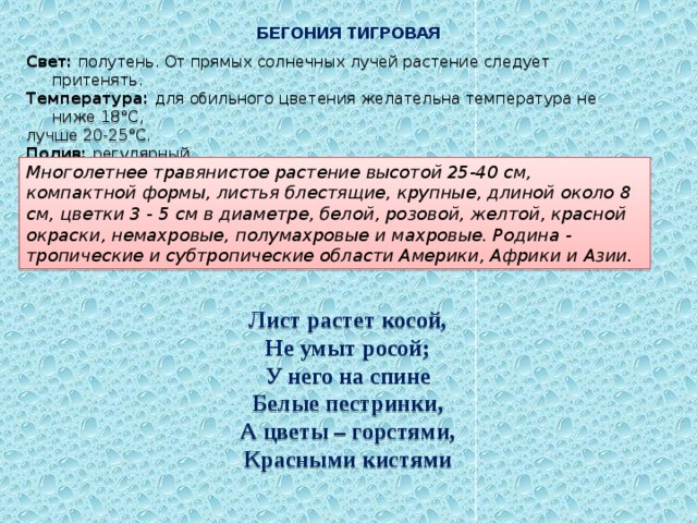 БЕГОНИЯ ТИГРОВАЯ Свет: полутень. От прямых солнечных лучей растение следует притенять. Температура: для обильного цветения желательна температура не ниже 18°C, лучше 20-25°C. Полив: регулярный. Влажность воздуха: растение хорошо переносит опрыскивание. Многолетнее травянистое растение высотой 25-40 см, компактной формы, листья блестящие, крупные, длиной около 8 см, цветки 3 - 5 см в диаметре, белой, розовой, желтой, красной окраски, немахровые, полумахровые и махровые. Родина - тропические и субтропические области Америки, Африки и Азии. Лист растет косой, Не умыт росой; У него на спине Белые пестринки, А цветы – горстями, Красными кистями 