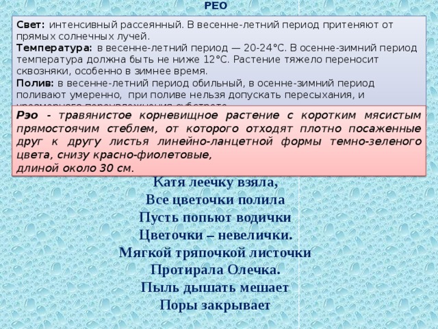 РЕО Свет: интенсивный рассеянный. В весенне-летний период притеняют от прямых солнечных лучей. Температура: в весенне-летний период — 20-24°С. В осенне-зимний период температура должна быть не ниже 12°С. Растение тяжело переносит сквозняки, особенно в зимнее время. Полив: в весенне-летний период обильный, в осенне-зимний период поливают умеренно, при поливе нельзя допускать пересыхания, и чрезмерного переувлажнения субстрата. Влажность воздуха: опрыскивание, особенно в отопительный сезон. Рэо - травянистое корневищное растение с коротким мясистым прямостоячим стеблем, от которого отходят плотно посаженные друг к другу листья линейно-ланцетной  формы темно-зеленого цвета, снизу красно-фиолетовые, длиной около 30 см. Катя леечку взяла, Все цветочки полила Пусть попьют водички Цветочки – невелички. Мягкой тряпочкой листочки Протирала Олечка. Пыль дышать мешает Поры закрывает 