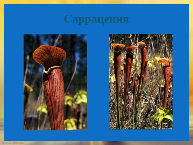 Саррацения