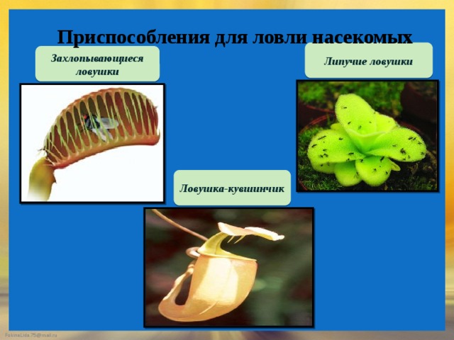 Приспособления для ловли насекомых Липучие ловушки Захлопывающиеся ловушки Ловушка-кувшинчик