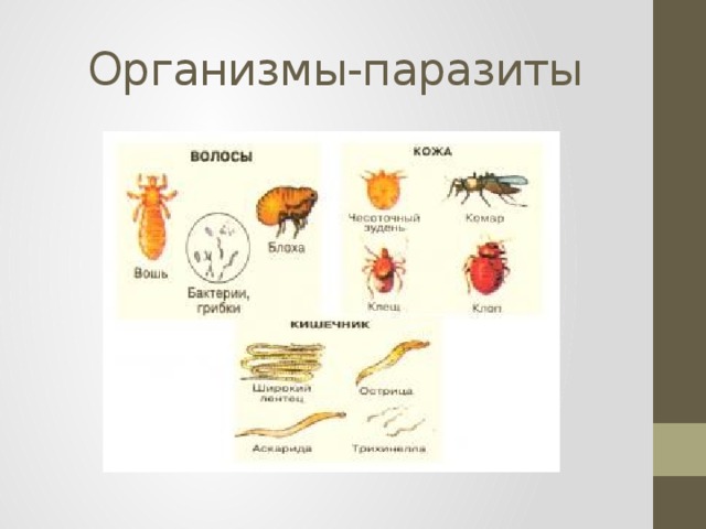 Организмы-паразиты 