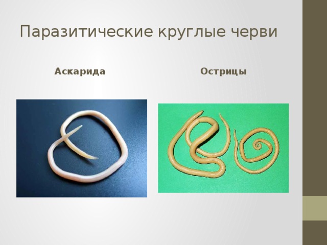Паразитические круглые черви Аскарида Острицы 