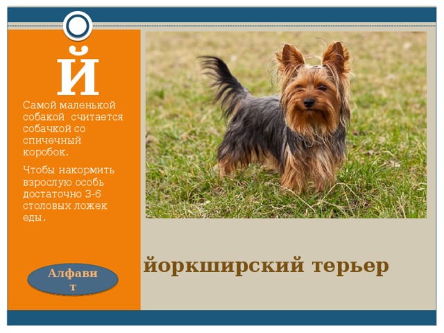 Машет радостно хвостом, Когда идет хозяин в дом. Й Самой маленькой собакой считается собачкой со спичечный коробок. Чтобы накормить взрослую особь достаточно 3-6 столовых ложек еды. йоркширский терьер Алфавит 