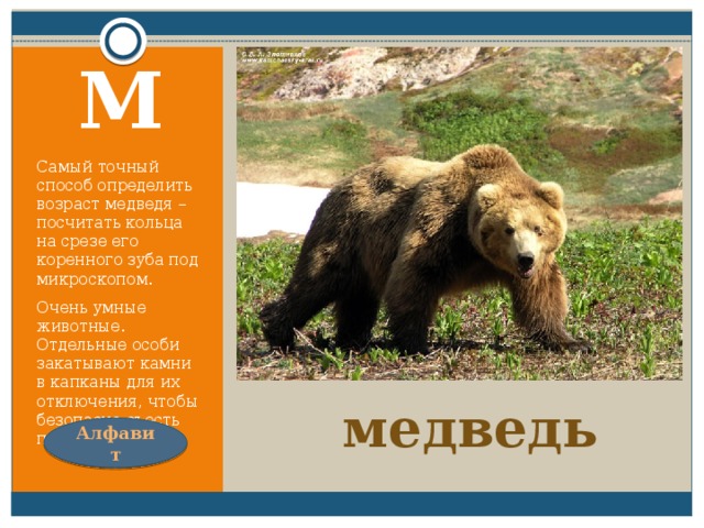 Кто в лесу глухом живёт,  Неуклюжий, косолапый?  Летом ест малину, мёд,  А зимой сосёт он лапу. М Самый точный способ определить возраст медведя – посчитать кольца на срезе его коренного зуба под микроскопом. Очень умные животные. Отдельные особи закатывают камни в капканы для их отключения, чтобы безопасно съесть приманку. медведь Алфавит 