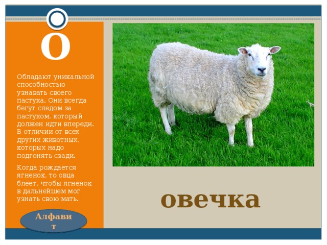 Не прядёт, не ткёт,  А людей одевает.  Шубу дважды в год снимает.  Кто под шубою гуляет? О Обладают уникальной способностью узнавать своего пастуха. Они всегда бегут следом за пастухом, который должен идти впереди. В отличии от всех других животных, которых надо подгонять сзади. Когда рождается ягненок, то овца блеет, чтобы ягненок в дальнейшем мог узнать свою мать. овечка Алфавит 