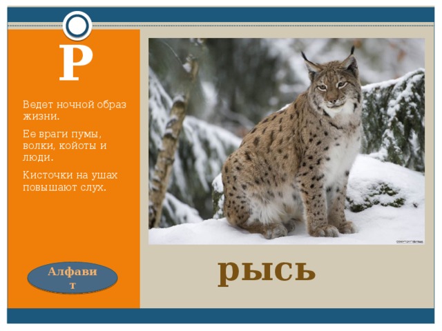 Меньше тигра, больше кошки,  Над ушами кисти-рожки. Р Ведет ночной образ жизни. Ее враги пумы, волки, койоты и люди. Кисточки на ушах повышают слух. рысь Алфавит 