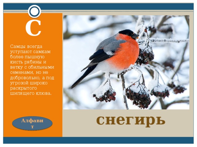 Красногрудый, чернокрылый,  Любит зёрнышки клевать,  С первым снегом на рябине  Он появится опять. С Самцы всегда уступают самкам более пышную кисть рябины и ветку с обильными семенами, но не добровольно, а под угрозой широко раскрытого шипящего клюва. снегирь Алфавит 