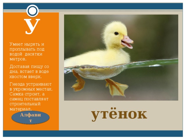 Удивительный ребенок!  Только вышел из пеленок,  может плавать и нырять,  как его родная мать. У Умеет нырять и проплывать под водой десятки метров. Доставая пищу со дна, встает в воде хвостом вверх. Гнезда устраивают в укромных местах. Самка строит, а самец поставляет строительный материал. утёнок Алфавит 