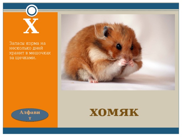 Я устраиваюсь ловко:  У меня с собой кладовка.  Где кладовка?  За щекой!  Вот я хитренький какой! Х Запасы корма на несколько дней хранит в мешочках за щечками. хомяк Алфавит 
