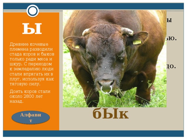Кольцо в носу, глаза налиты кровью. Оберегает он семью коровью. Всегда на страже собственного стада, Дразнить его совсем не надо. ы Древние кочевые племена разводили стада коров и быков только ради мяса и шкур. С переходом к земледелию люди стали впрягать их в плуг, используя как тяговую силу. Доить коров стали около 2800 лет назад. бЫк Алфавит 