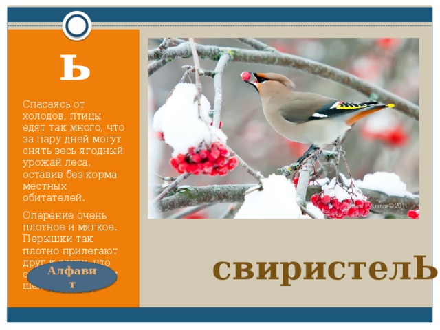 Посмотрите, к нам на ели  Прилетели и запели.  С хохолками прилетели  И запели как свирели. ь Спасаясь от холодов, птицы едят так много, что за пару дней могут снять весь ягодный урожай леса, оставив без корма местных обитателей. Оперение очень плотное и мягкое. Перышки так плотно прилегают друг к другу, что оперение кажется шелковым. свиристелЬ Алфавит 