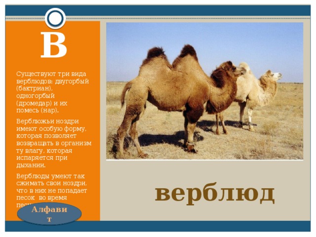 Всю жизнь ношу я два горба,  Имею два желудка!  Но каждый горб - не горб, амбар!  Еды в них на семь суток! В Существуют три вида верблюдов: двугорбый (бактриан), одногорбый (дромедар) и их помесь (нар). Верблюжьи ноздри имеют особую форму, которая позволяет возвращать в организм ту влагу, которая испаряется при дыхании. Верблюды умеют так сжимать свои ноздри, что в них не попадает песок во время песчаных бурь. верблюд Алфавит 