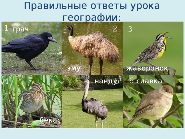 Правильные ответы урока географии: грач эму жаворонок нанду славка бекас