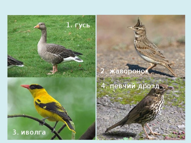 1. гусь 2. жаворонок  4. певчий дрозд 3. иволга