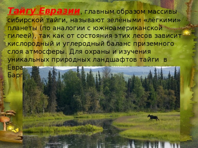 Тайгу Евразии , главным образом массивы сибирской тайги, называют зелёными «лёгкими» планеты (по аналогии с южноамериканской гилеей), так как от состояния этих лесов зависит кислородный и углеродный баланс приземного слоя атмосферы. Для охраны и изучения уникальных природных ландшафтов тайги в Евразии созданы ряд заповедников, в том числе, Баргузинский заповедник
