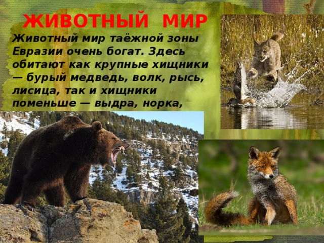 ЖИВОТНЫЙ МИР Животный мир таёжной зоны Евразии очень богат. Здесь обитают как крупные хищники — бурый медведь, волк, рысь, лисица, так и хищники поменьше — выдра, норка, куница, росомаха, соболь, ласка, горностай.