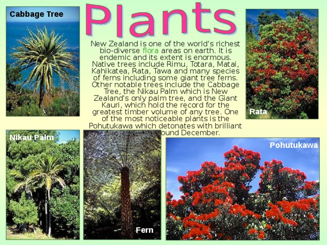 Cabbage Tree  New Zealand is one of the world’s richest bio-diverse flora areas on earth. It is endemic and its extent is enormous. Native trees include Rimu, Totara, Matai, Kahikatea, Rata, Tawa and many species of ferns including some giant tree ferns. Other notable trees include the Cabbage Tree, the Nikau Palm which is New Zealand's only palm tree, and the Giant Kauri, which hold the record for the greatest timber volume of any tree. One of the most noticeable plants is the Pohutukawa which detonates with brilliant red flowers around December. Rata Nikau Palm Pohutukawa Fern 