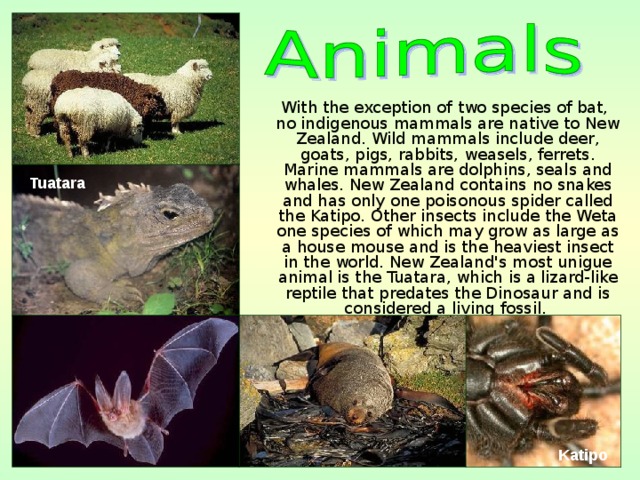  With the exception of two species of bat, no indigenous mammals are native to New Zealand. Wild mammals include deer, goats, pigs, rabbits, weasels, ferrets. Marine mammals are dolphins, seals and whales. New Zealand contains no snakes and has only one poisonous spider called the Katipo. Other insects include the Weta one species of which may grow as large as a house mouse and is the heaviest insect in the world. New Zealand's most unigue animal is the Tuatara, which is a lizard-like reptile that predates the Dinosaur and is considered a living fossil. Tuatara  Katipo  