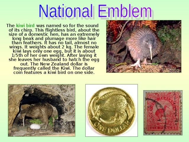 The kiwi bird was named so for the sound of its chirp. This flightless bird, about the size of a domestic hen, has an extremely long beak and plumage more like hair than feathers. It has no tail, almost no wings. It weights about 2 kg. The female kiwi lays only one egg, but it is about 1/5th of her own weight. After laying it she leaves her husband to hatch the egg out. The New Zealand dollar is frequently called the Kiwi. The dollar coin features a kiwi bird on one side. 