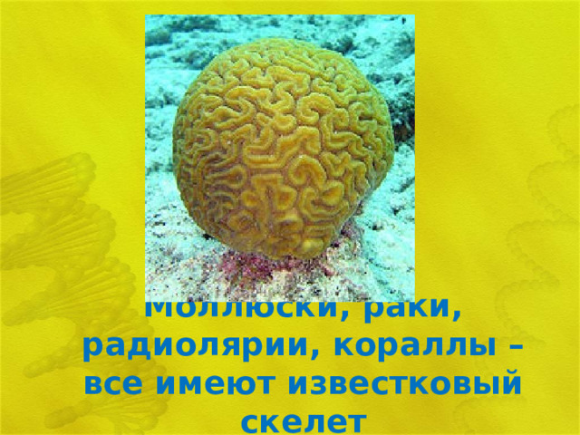 Моллюски, раки, радиолярии, кораллы – все имеют известковый скелет 