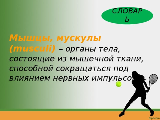  СЛОВАРЬ  Мышцы, мускулы ( musculi ) – органы тела, состоящие из мышечной ткани, способной сокращаться под влиянием нервных импульсов. 