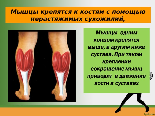 Мышцы крепятся к костям с помощью нерастяжимых сухожилий, 