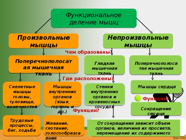 Функциональное деление мышц Произвольные мышцы Непроизвольные мышцы Чем образованы? Поперечнополосатая мышечная ткань Гладкая мышечная ткань Поперечнополосатая мышечная ткань Где расположены? Мышцы внутренних органов (язык , гортань и др.) Скелетные мышцы головы, туловища, конечностей Стенки внутренних органов и кровеносных сосудов Мышцы сердца Заполняется с помощью учебника, а затем благодаря эффекту анимации можно проверить правильность заполнения – постепенно открываете тексты во всех окнах схемы. Функции? Сокращение сердца Функции? Трудовые процессы, бег, ходьба Жевание, глотание, голосообразование От сокращения зависит объем органов, величина их просвета, перемещение их содержимого  