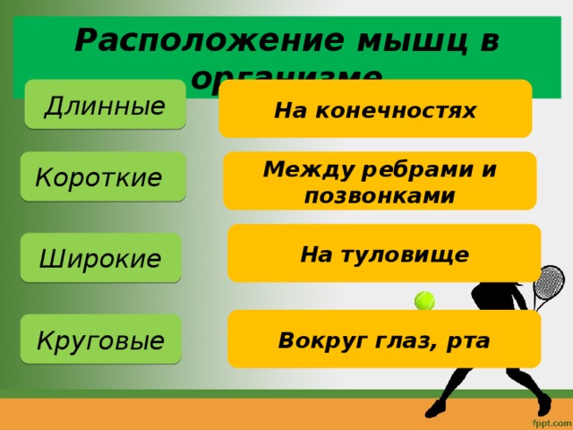 Расположение мышц в организме Длинные На конечностях Короткие Между ребрами и позвонками На туловище Широкие Вокруг глаз, рта Круговые 