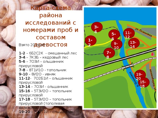 Карта-схема района исследований с номерами проб и составом древостоя 3-4 11-12 5-6 1-2 13-14 9-10 Взято 20 проб  1-2 – 6Б2С2К - смешанный лес 3-4 – 7К3Б – кедровый лес 5-6 – 7О3И – ольшанник прирусловой 7-8 – 8Т1И1О - топольник 9-10 – 8И2О - ивняк 11-12 - 7О2Б1И – ольшанник прирусловой 13-14 – 7О3И - ольшанник 15-16 – 5Т3И2О – топольник прирусловой 17-18 – 5Т3И2О – топольник прирусловой (тополевая валежина) 19-20 – 7О2Т1И – ольшанник 7-8 19-20 15-18 