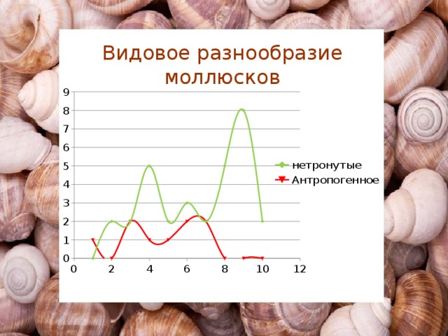 Видовое разнообразие моллюсков 