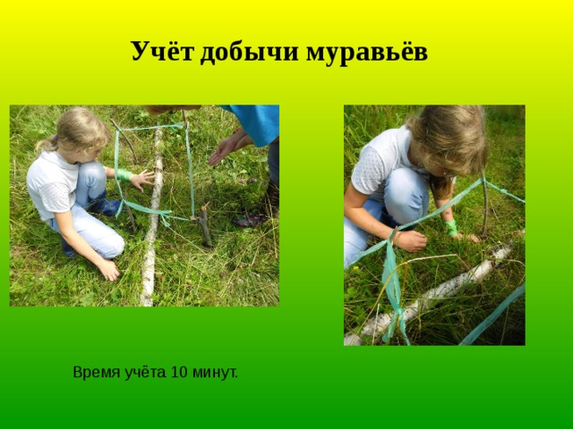 Учёт добычи муравьёв Время учёта 10 минут. 