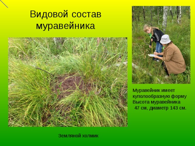 Видовой состав муравейника Муравейник имеет куполообразную форму Высота муравейника  47 см, диаметр 143 см.   Земляной холмик 