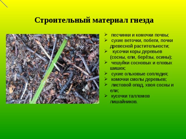 Строительный материал гнезда  песчинки и комочки почвы;  сухие веточки, побеги, почки древесной растительности;  кусочки коры деревьев (сосны, ели, берёзы, осины);  чешуйки сосновых и еловых шишек;  сухие ольховые соплодия;  комочки смолы деревьев;  листовой опад, хвоя сосны и ели;  кусочки талломов лишайников.   