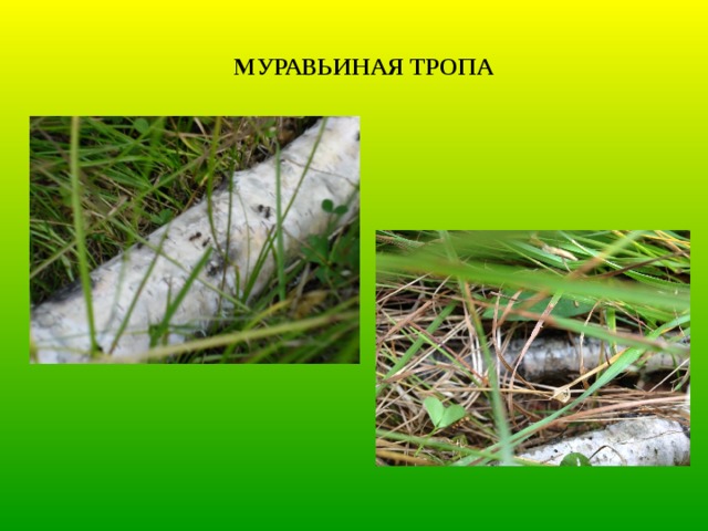МУРАВЬИНАЯ ТРОПА 