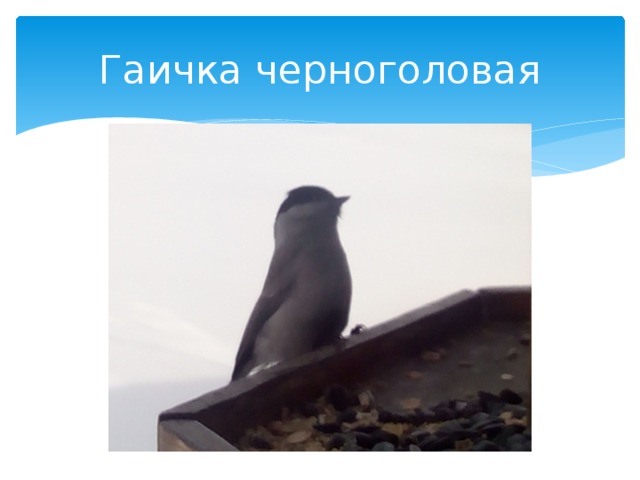 Гаичка черноголовая 