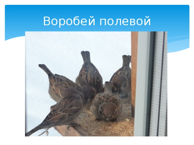 Воробей полевой 