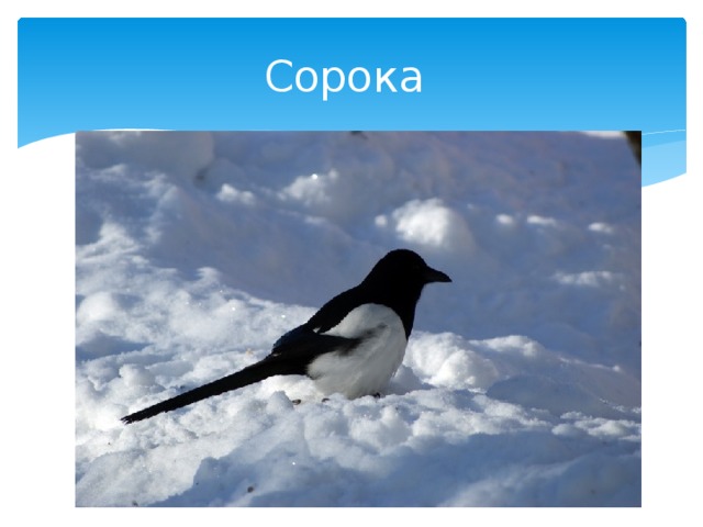 Сорока 