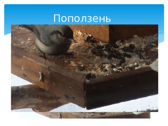 Поползень 