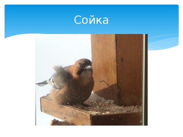 Сойка 