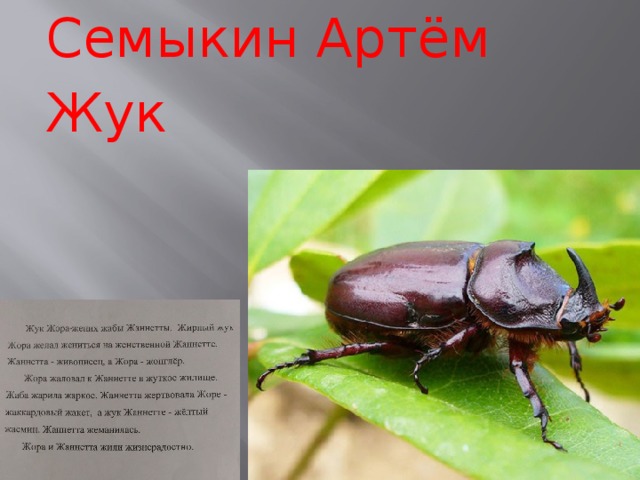 Семыкин Артём Жук 
