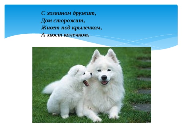С хозяином дружит,  Дом сторожит,  Живет под крылечком,  А хвост колечком.    