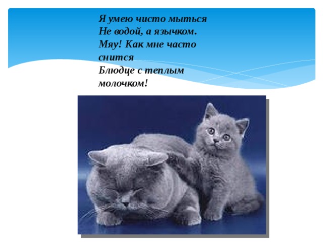 Я умею чисто мыться  Не водой, а язычком.  Мяу! Как мне часто снится  Блюдце с теплым молочком!   