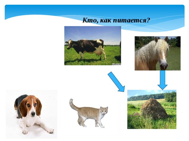 Кто, как питается? 