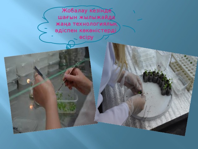 Жобалау кезінде шағын жылыжайда жаңа технологиялық әдіспен көкөністерді өсіру 