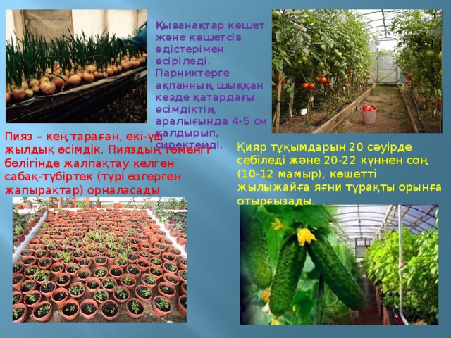 Қызанақтар көшет және көшетсіз әдістерімен өсіріледі. Парниктерге ақпанның шыққан кезде қатардағы өсімдіктің аралығында 4-5 см қалдырып, сиректейді.   Пияз – кең тараған, екі-үш жылдық өсімдік. Пияздың төменгі бөлігінде жалпақтау келген сабақ-түбіртек (түрі өзгерген жапырақтар) орналасады Қияр тұқымдарын 20 сәуірде себіледі және 20-22 күннен соң (10-12 мамыр), көшетті жылыжайға яғни тұрақты орынға отырғызады. 