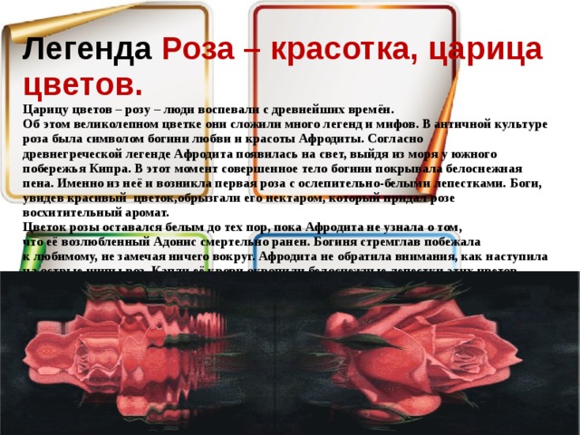 Легенда Роза – красотка, царица цветов.  Царицу цветов – розу – люди воспевали с древнейших времён.   Об этом великолепном цветке они сложили много легенд и мифов. В античной культуре роза была символом богини любви и красоты Афродиты. Согласно  древнегреческой легенде Афродита появилась на свет, выйдя из моря у южного побережья Кипра. В этот момент совершенное тело богини покрывала белоснежная пена. Именно из неё и возникла первая роза с ослепительно-белыми лепестками. Боги, увидев красивый  цветок,обрызгали его нектаром, который придал розе восхитительный аромат.  Цветок розы оставался белым до тех пор, пока Афродита не узнала о том,  что её возлюбленный Адонис смертельно ранен. Богиня стремглав побежала  к любимому, не замечая ничего вокруг. Афродита не обратила внимания, как наступила на острые шипы роз. Капли её крови окропили белоснежные лепестки этих цветов, сделав их красными.       