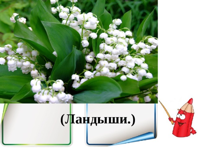 (Ландыши.)   