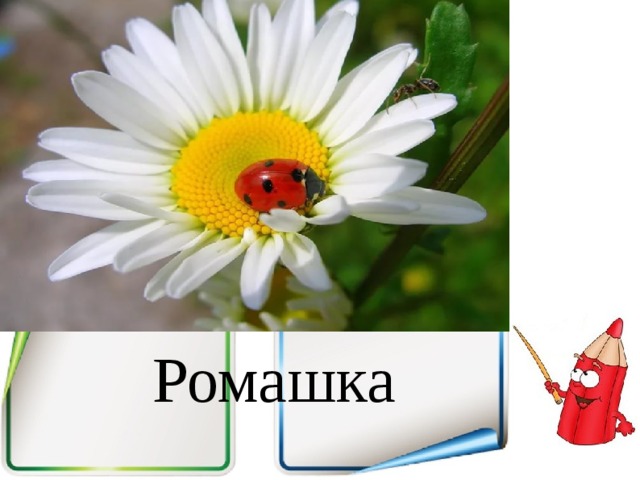 Ромашка 
